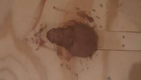 Bruised Dick Stomping