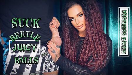 SUCK BEETLE JUICY BALLS - Mistress Raven humiliates you into Worshipping juicy balls - Make Me bi, Bisexual Encouragement, Gay Humiliation, Gay Jerk Off Instruction, Cum Countdown