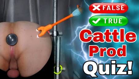 Femdom Cattle Prod Glow Quiz in Bondage!