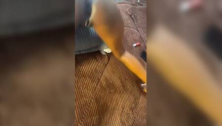 Huge Ass Teen Likes to Twerk on Dicks