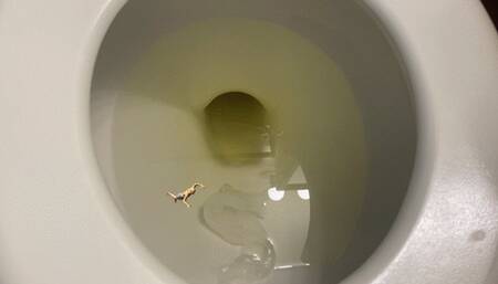 Toilet Fetish - Teenie Swims in Giantess Giant Toilet Full of Pee, femdom, mindfuck, shrinking fetish 1080