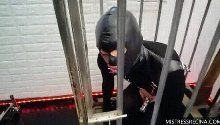 Basic Rules 4 a novice slut - Mobile Version - No Puppy Chow Today 480p