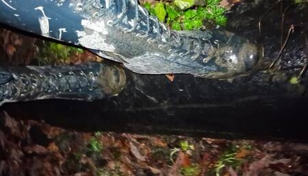 Leathana's Hunter Lapins Forest Adventure