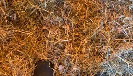 Farm Diaries How Mistress Odessa Get Her Boots SO DIRTY