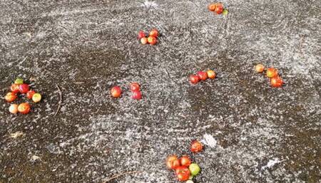 Roxan crushing and trampling small fruits with her high heels (3)