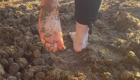 Barefoot in Equine Waste