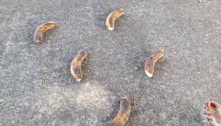 I crush, trample and crush with my platform heels (3)