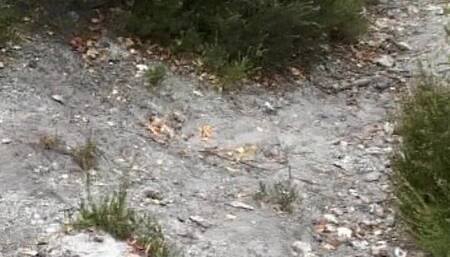 Cute French Babe Fucked From Behind in the Woods