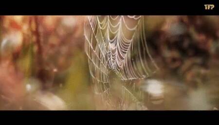 Infiltrating the bandits