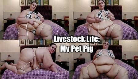 Livestock Life: My Pet Pig