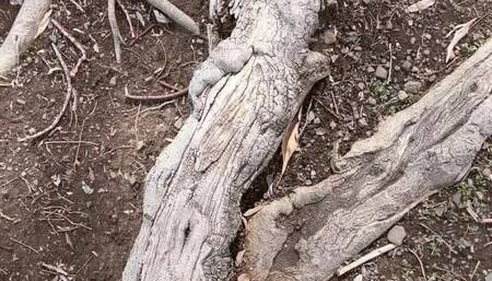 Barefoot and Shoes – A Walk Through the Park