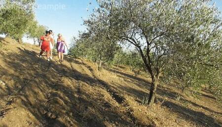MFFF A Walk in The Olive Grove