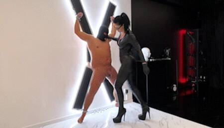Ballbusting on the St Andrew's cross (SD Video)