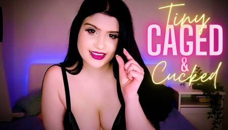 Tiny, Caged & Cucked (SPH, Dildo Riding, Chastity)